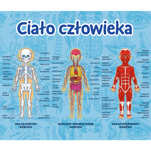 Gra edukacyjna Ciało Człowieka Mistrz Wiedzy Trefl