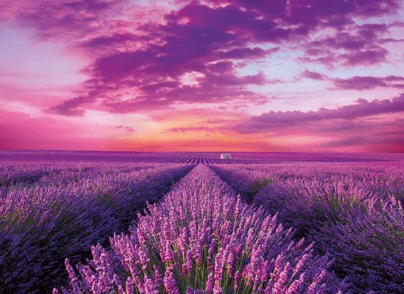 Puzzle 1000 HQ Lavender Field Clementoni 39606